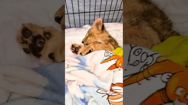 🦁Львенку, которого привезли в Подмосковье с переломанными лапами и позвоночником, становится хуже