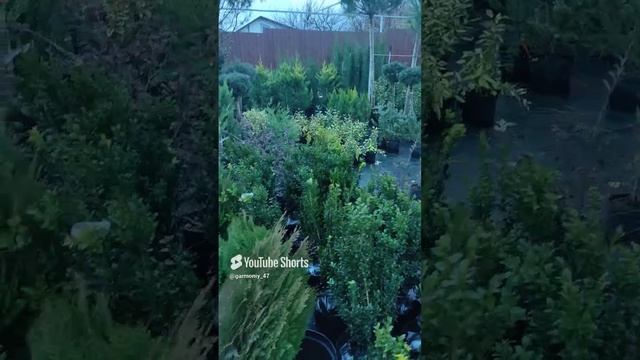 Какий хвойных деревьев можно пересаживать зимой. #дача #garden #сад #хвойные #дерево