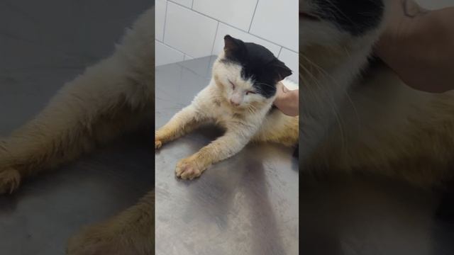Котик Пряник - 5 лет _2