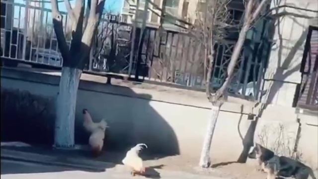 курица титан🦾