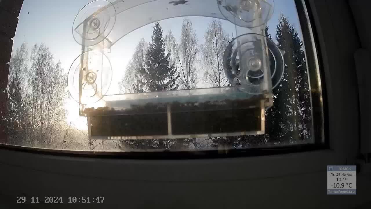 Кормушечка 29.11.2024