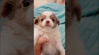 #чихуахуа бело лиловый пушистик продажа