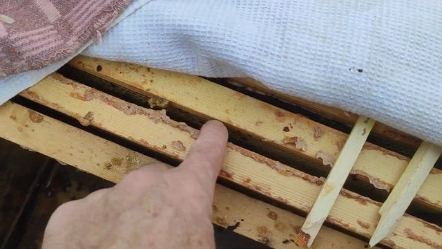 потеплело полетывают пчелки