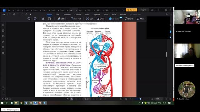 9 класс_29.11_Сосудистая система_Лимфатическая система