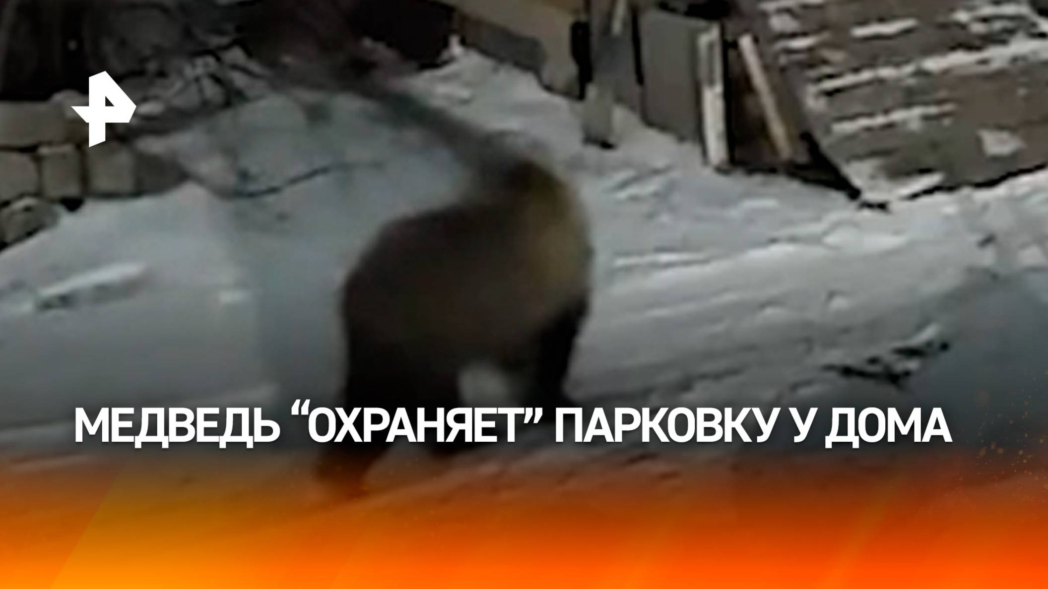 Обычная ночь в России: медведь "патрулирует" парковку