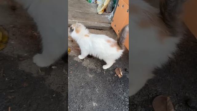 Котенок ищет дом срочно