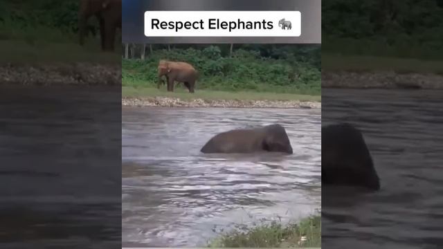 🥹Слон бросился спасать человека!