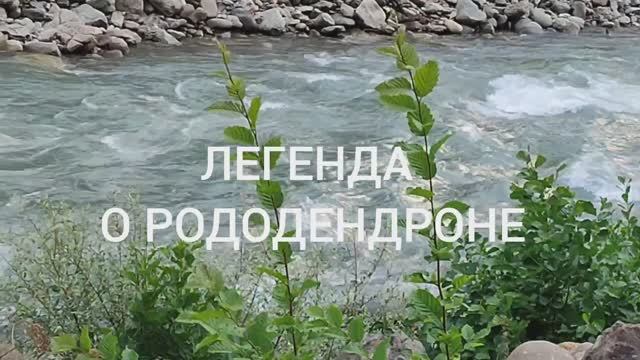 ЛЕГЕНДА О РОДОДЕНДРОНЕ. ПУТЕШЕСТВИЯ ПО СОЧИ. 2024.07.24