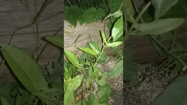 Видео про ёжика в огороде.