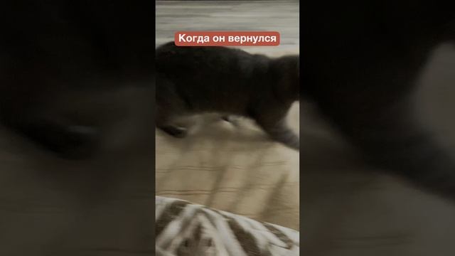 Начальство влияет🤣 #cats#cat#котики#кошки#котята#киса#astenfamily#кошечки#пушистики#котыикошки