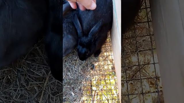 Кролики. Черный ворон #bunny #rabbitry #animals #rabbit #cute #rabbitfarming #cuteanimals #кролики