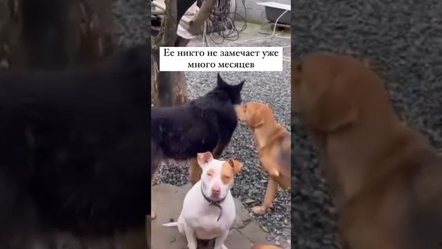 Девочку просто выкинули на улицу(( ищет дом!