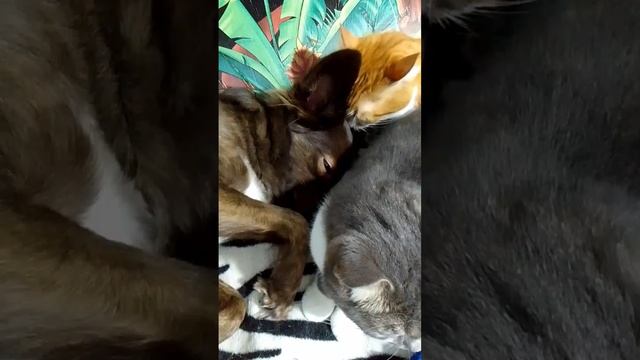 Умываемся и спать 😊🌠🐕🐈
Спокойной и мирной ночи 🌌💫