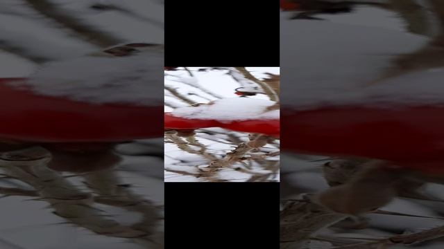 29-11-2024 ягоды шиповника и пушистый снег