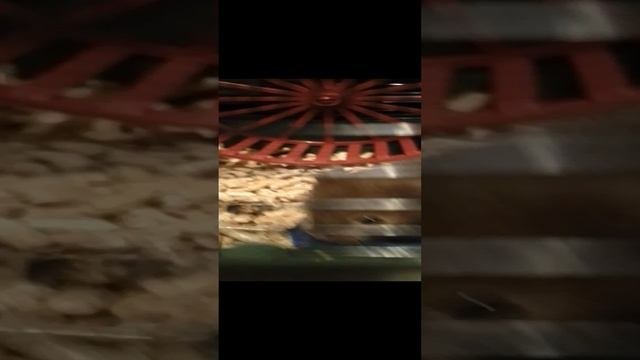 мой хамяк насрал в миску