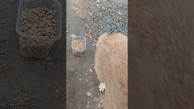 Народ, призываю кормить животных, особенно в зимнее время.