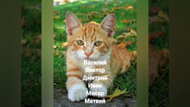 Именины 29 ноября