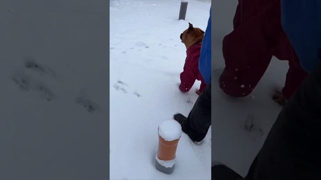 Кошки двигатель процесса