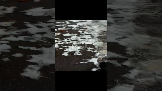 гуляем с Якуром 5