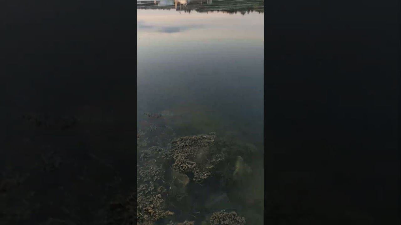 человечество загрязняет
