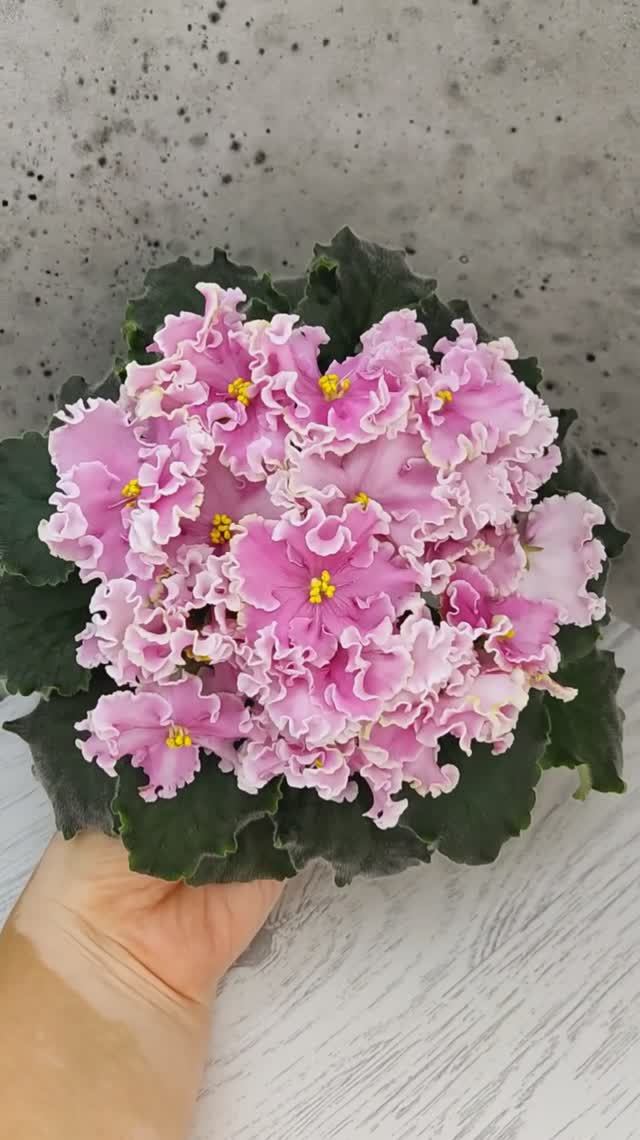 Фиалка НД-Ливадия