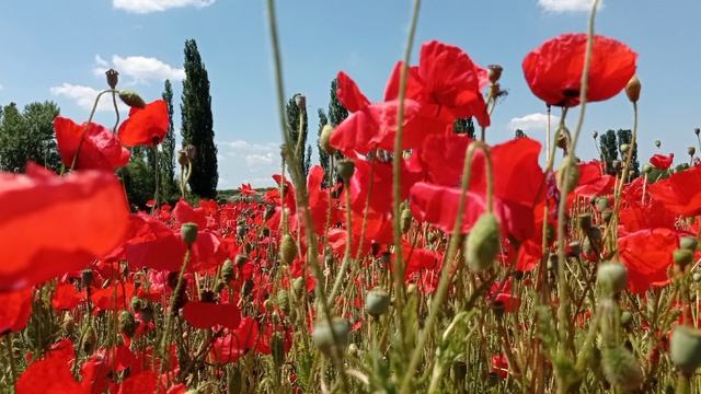 Маки под Белой скалой. 01.06.24.