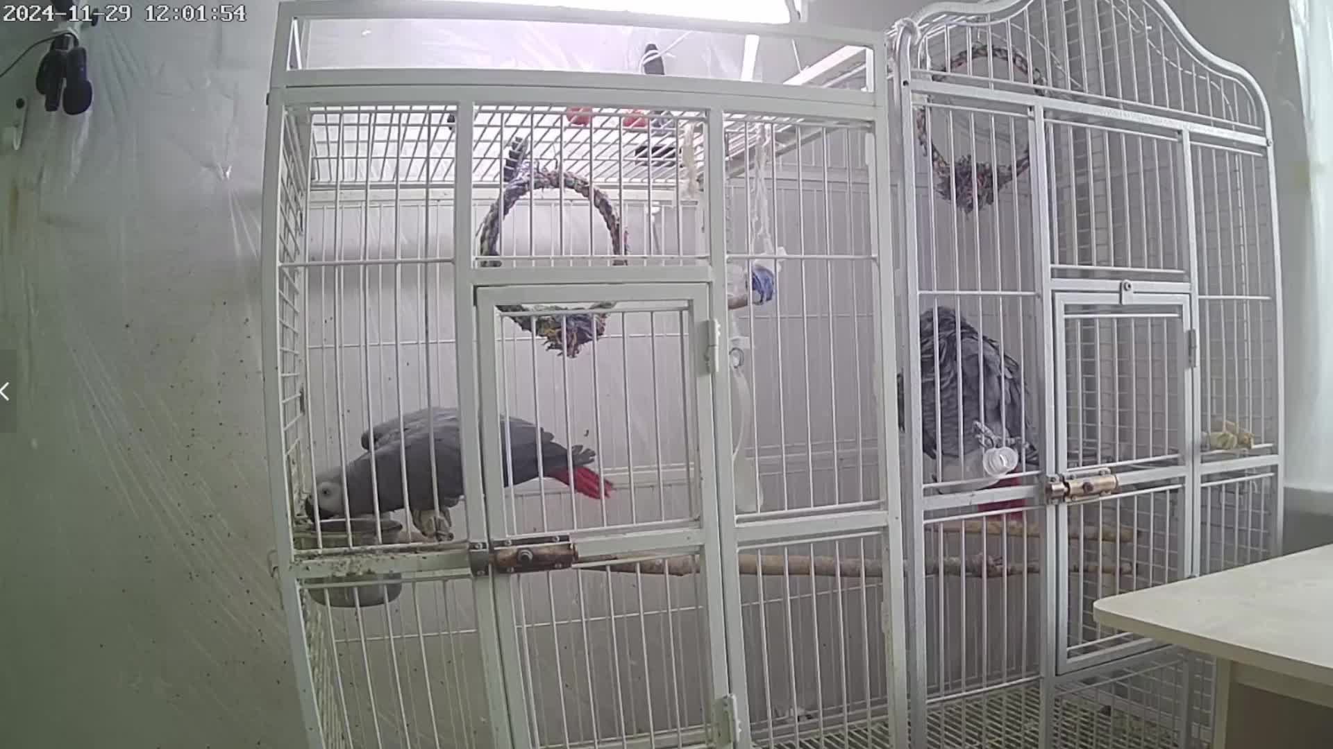 Попугаи Жако Contents of Gray African parrots
