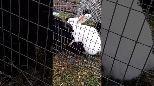 Кролики. Ловелас. #rabbitfood #bunny #rabbitry #animals #rabbit #cuteanimals #rabbitbreeds #кролики