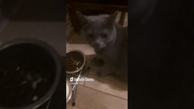 кот жрёт Якуркин корм