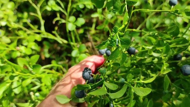 пчелы летают а меда нет