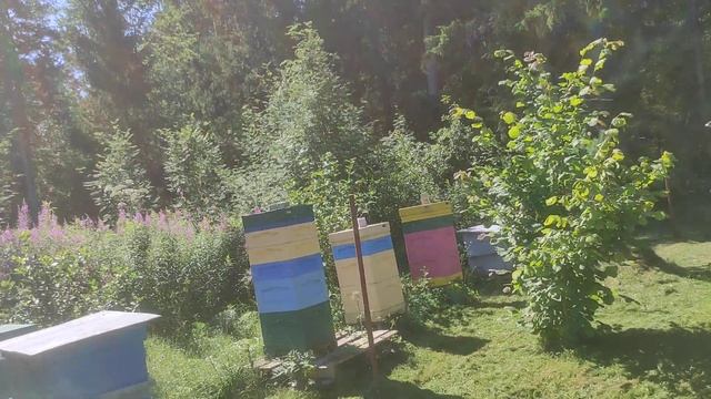 карника атакует