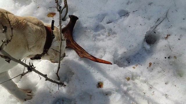 лось оставил нам рог