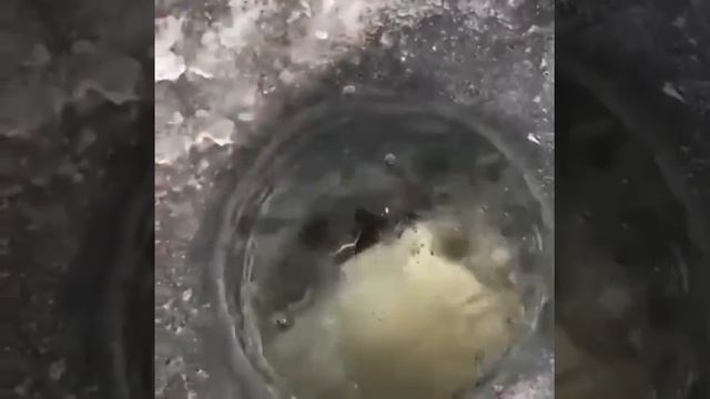Зачётный лещ на зимней рыбалке❄️