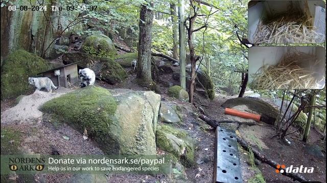 Лушата болеют. Четыре муштетёра