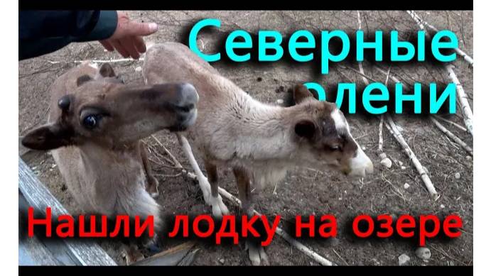 Спустили фрегат на воду. Дак вот ты какой северный олень.