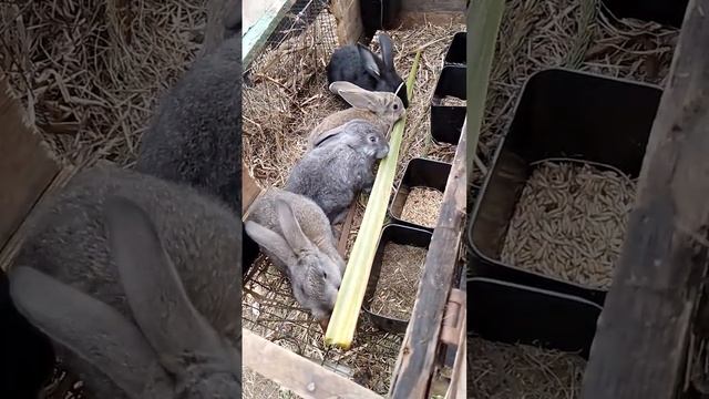 Кролики. Зеленая ириска #rabbitfood #bunny #rabbitry #animals #rabbitfarming #cute #rabbit #кролики
