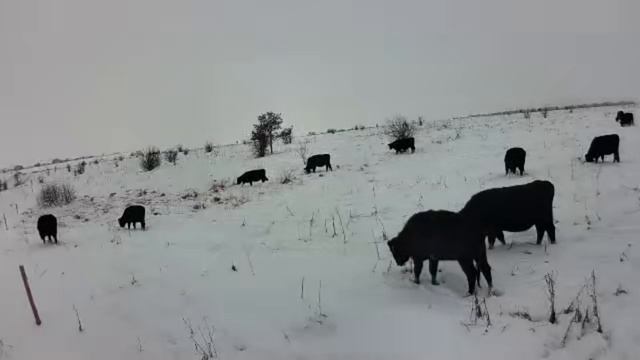 Животные Абердин-Ангусской породы легко переносят сильные морозы.