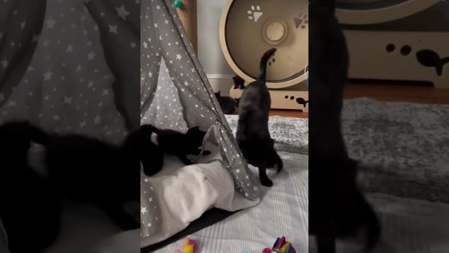 Вы только посмотрите, какая чудесная ответственная мама малышей 💓