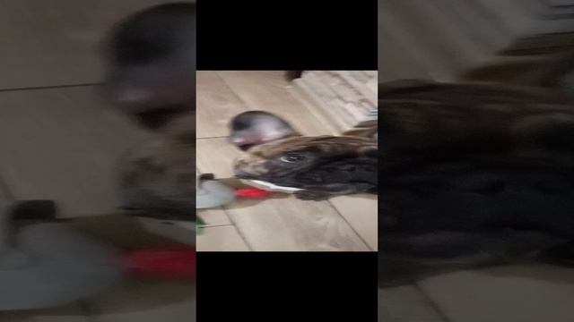 Якурка и сушка