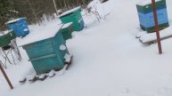такая вот весна. что делать с пчелами.