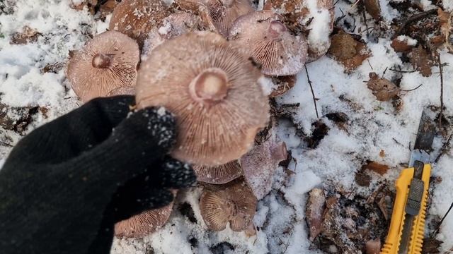 Грибник пришёл, а тут такое... Грибы под снегом!!! Набираем по полной!