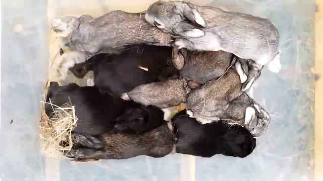Крольчата#rabbitfood #bunny #rabbitry #animals #rabbit #cute #rabbitfarming #кролики