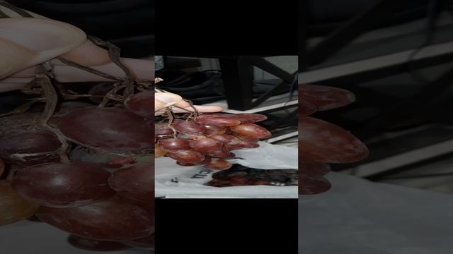 Виноград Юлиан (второе видео)