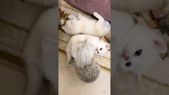 Котятам кошки Кайли 24 дня.