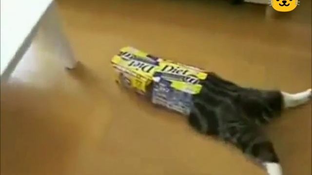 Сборник видео . Смешные котики .