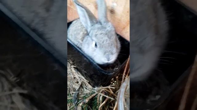 Кролики. Умный зайчик.#животные #домашние животные #дикие животные #кролик # заяц #смешные #animals