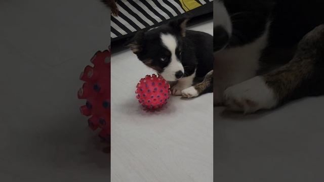 Щенки вельш-корги-кардиган 🐶