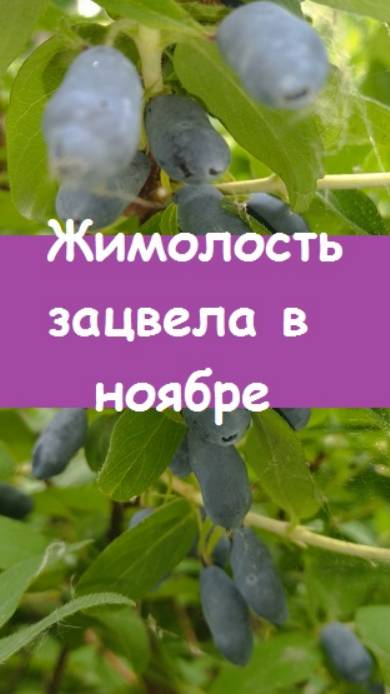 Жимолость зацвела в конце ноября во время оттепели - что теперь делать?