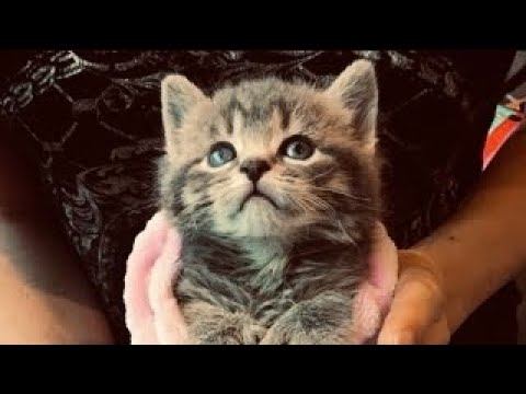 Девушка нашла на улице двух котят, она и представить не могла что это за котята