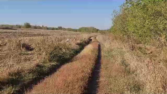 третья прогулка джесс